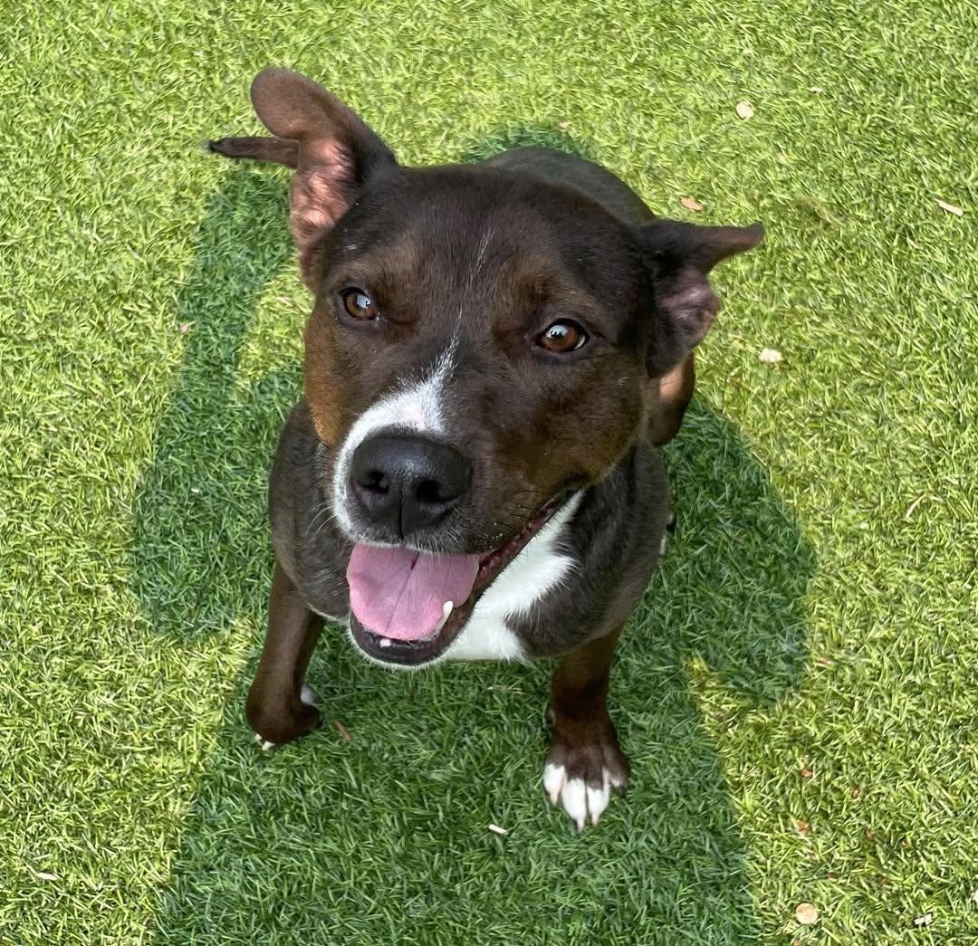 ARIES, Adoptable, Young Male Labrador Retriever & Pit Bull Terrier.