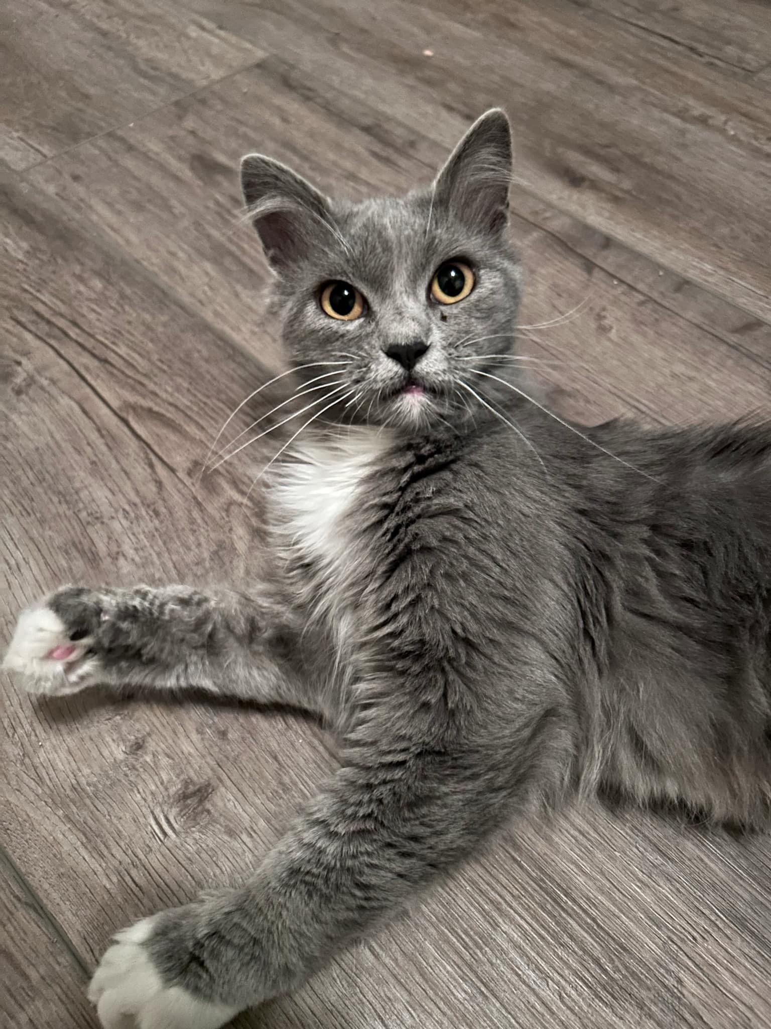 Leia, a Adopted mixed breed in Sacramento, CA image 1/3