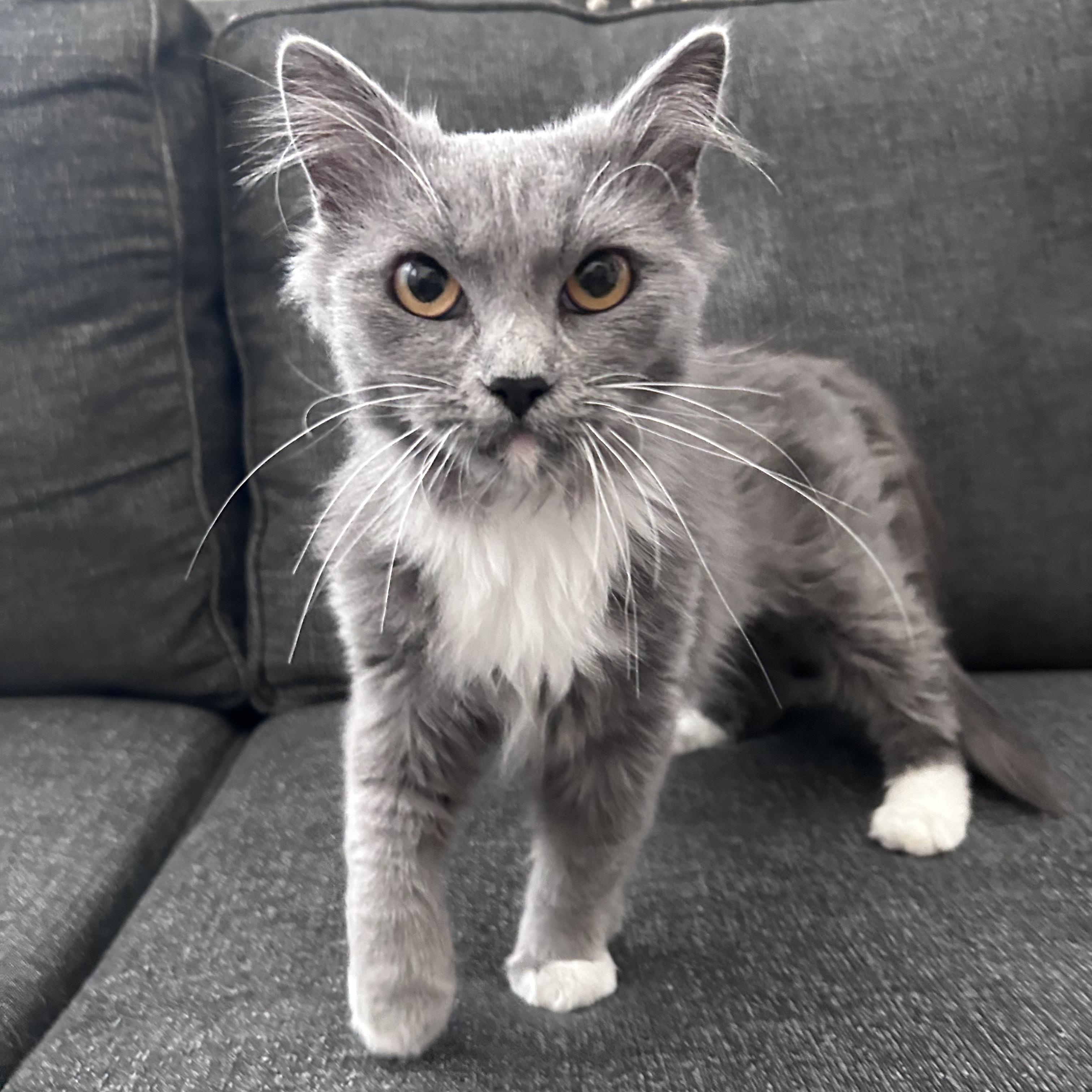 Leia, a Adopted mixed breed in Sacramento, CA image 2/3