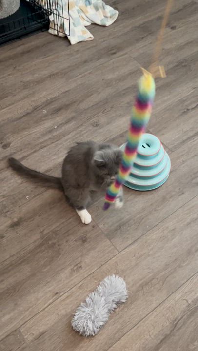 Enlarge Leia, a Adopted mixed breed in Sacramento, CA video 3/3