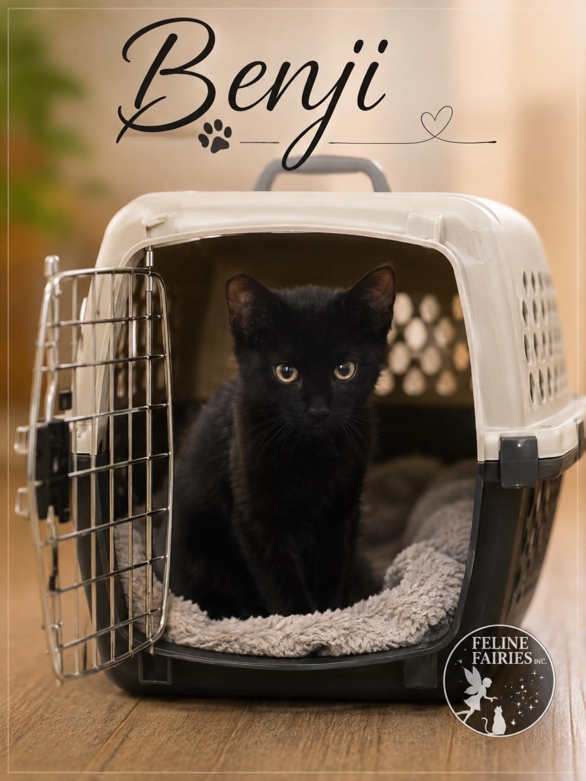 Benji, Adoptable, Young Male Domestic Short Hair.