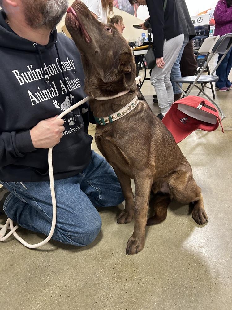 Bear — thumbnail 2