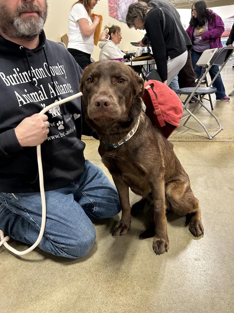 Bear — thumbnail 3