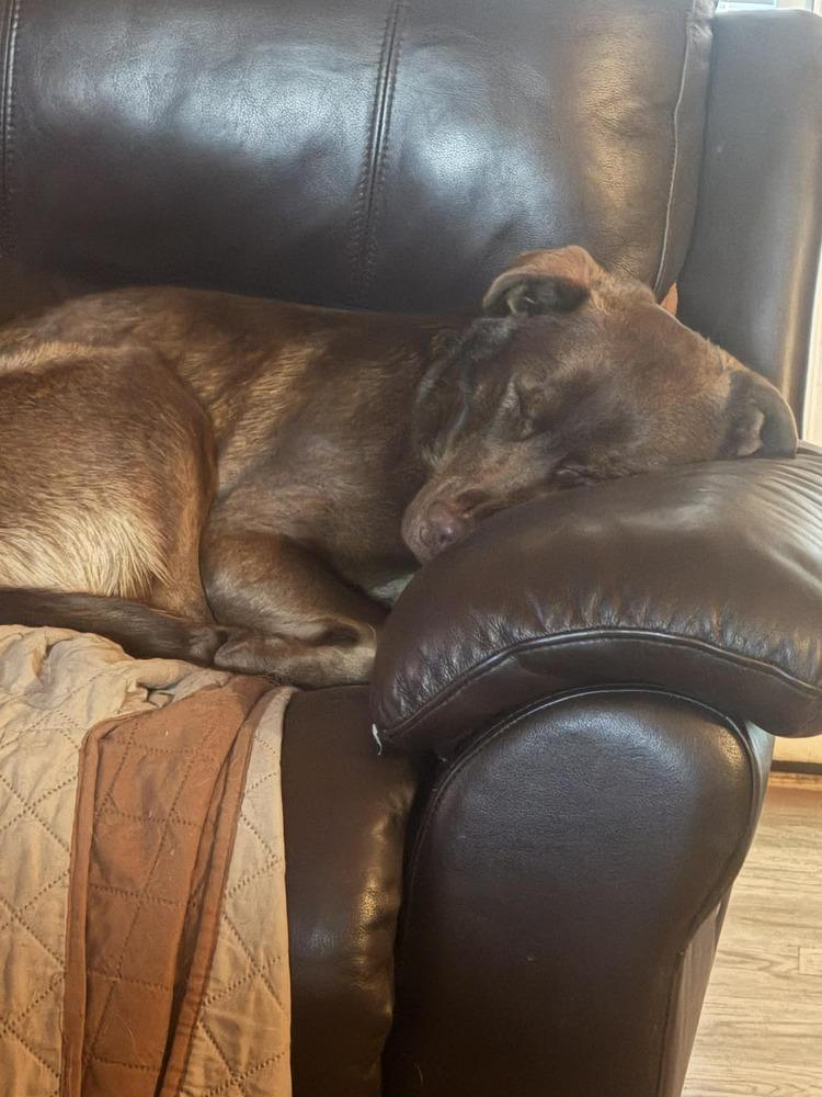 Bear — thumbnail 6