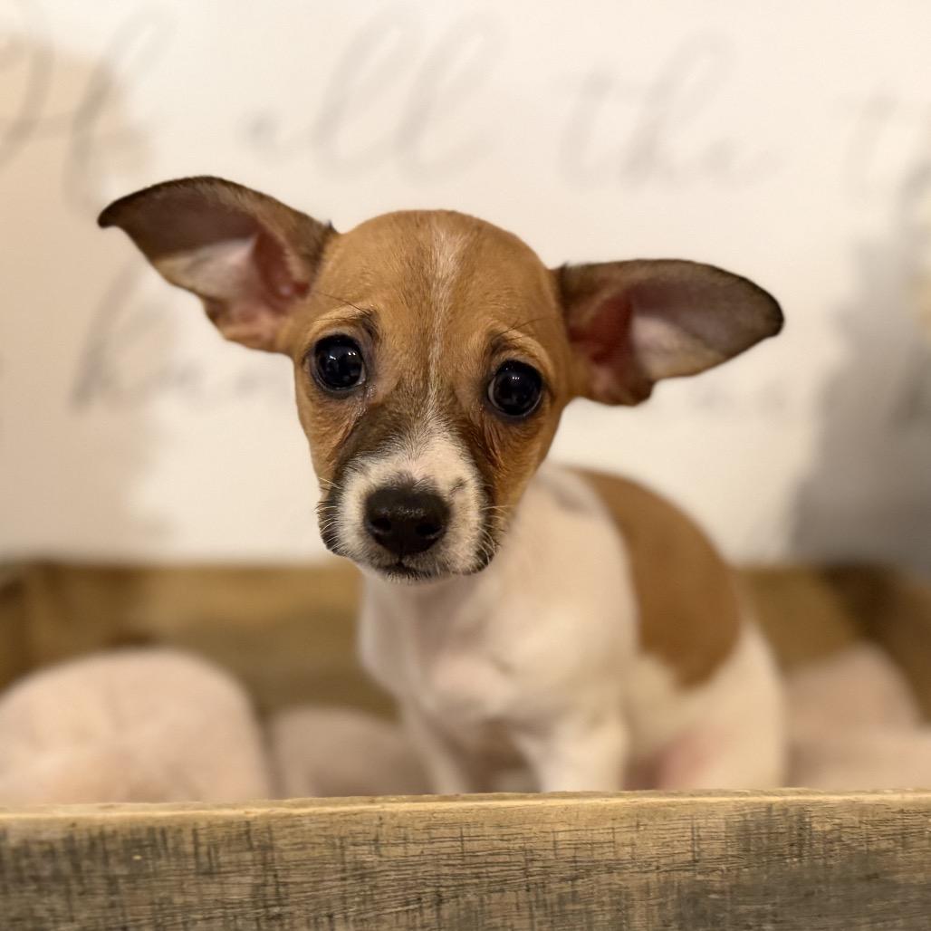 Izzy, Adoptable, Puppy Female Jack Russell Terrier & Chihuahua.