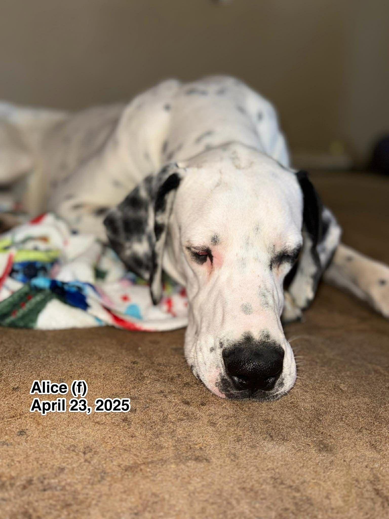 Enlarge Alice, a Adopted Great Dane in LEWISTON, ID image 1/1