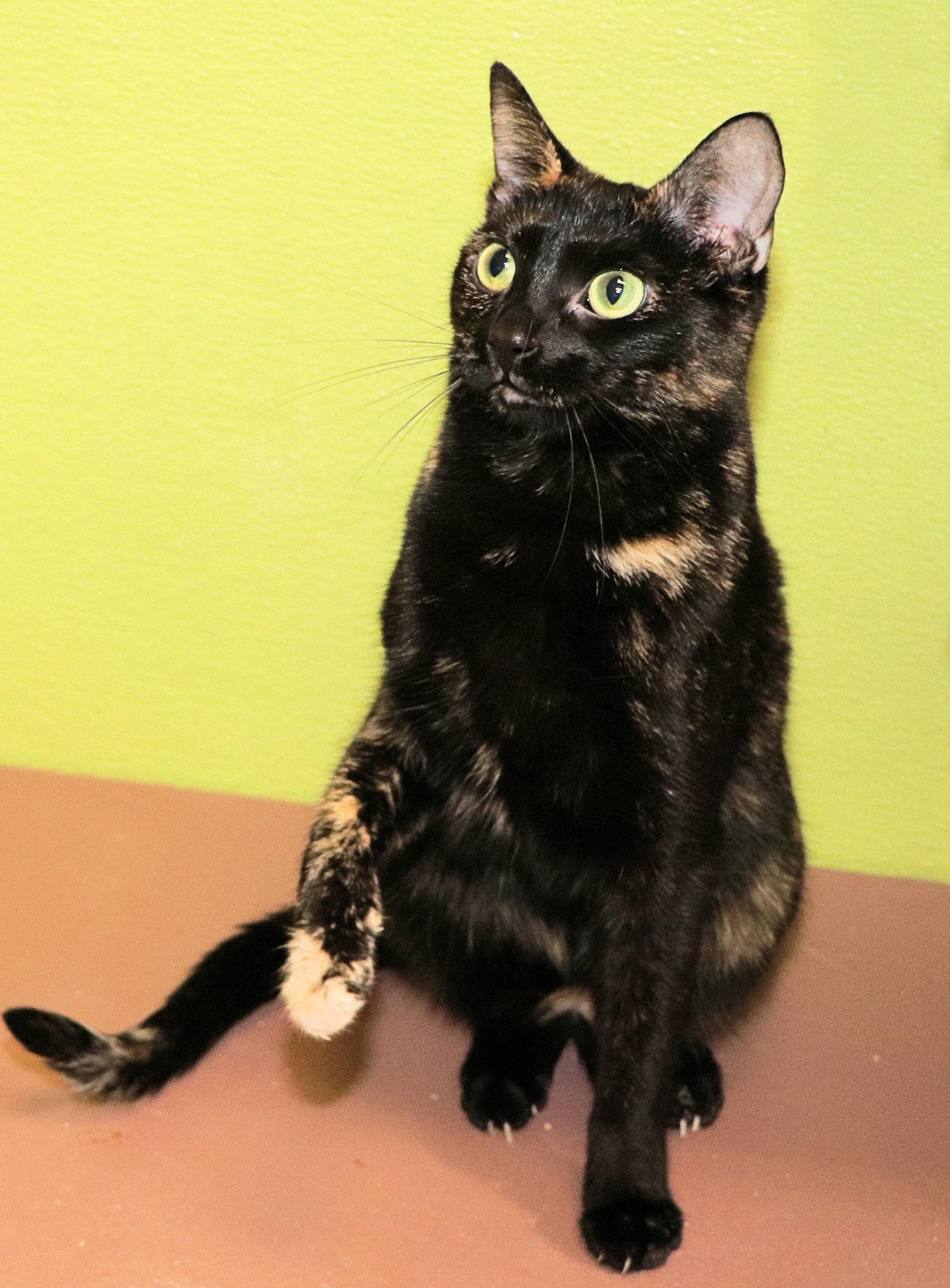 Nova