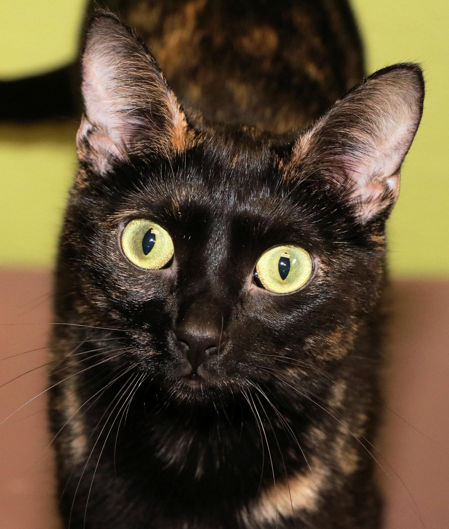 Nova
