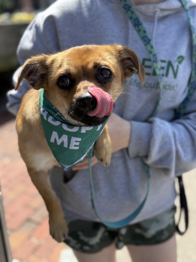 Enlarge Beaufort, a ADOPTABLE mixed breed in Shermans Dale, PA image 5/6
