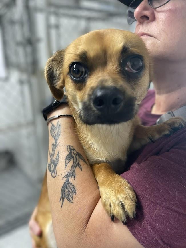 Beaufort, a ADOPTABLE mixed breed in Shermans Dale, PA image 4/6