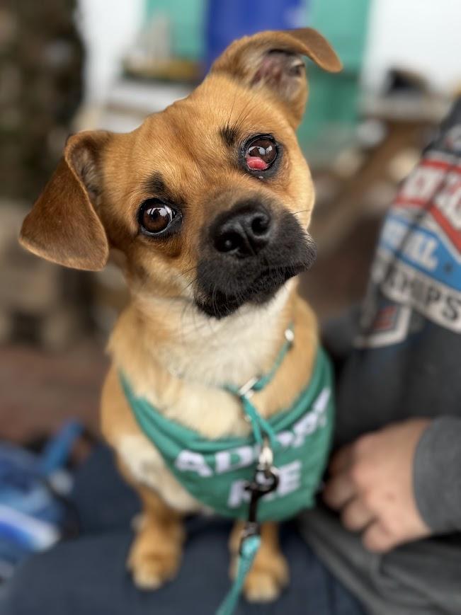 Beaufort, ADOPTABLE, Adult Male Chihuahua & Pekingese.