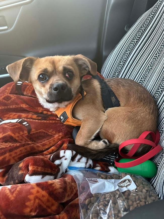 Beaufort, ADOPTABLE, Adult Male Chihuahua & Pekingese.