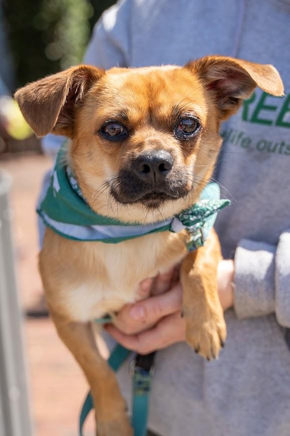 Enlarge Beaufort, a ADOPTABLE mixed breed in Shermans Dale, PA image 3/6