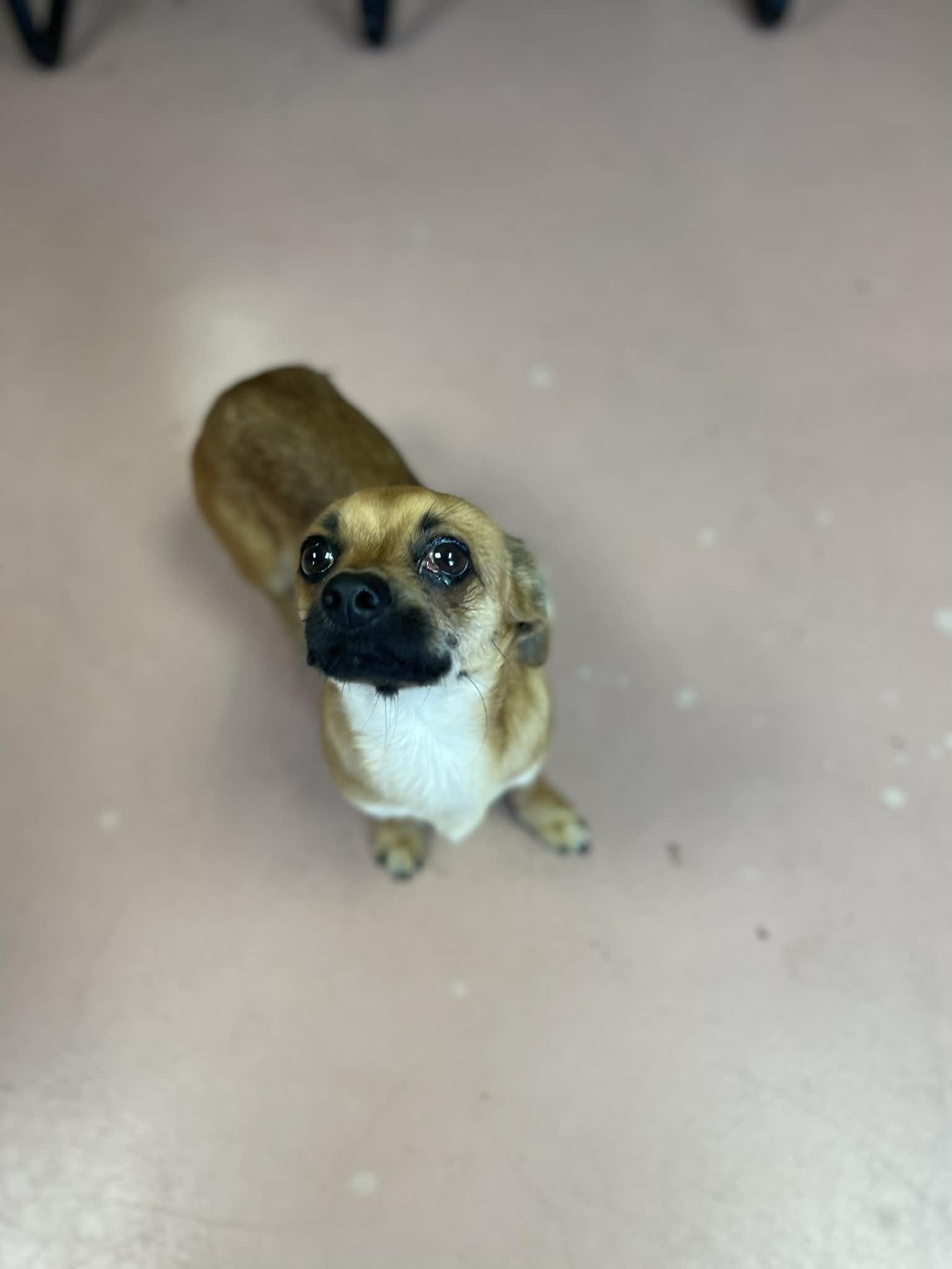 Beaufort, a ADOPTABLE mixed breed in Shermans Dale, PA image 3/6