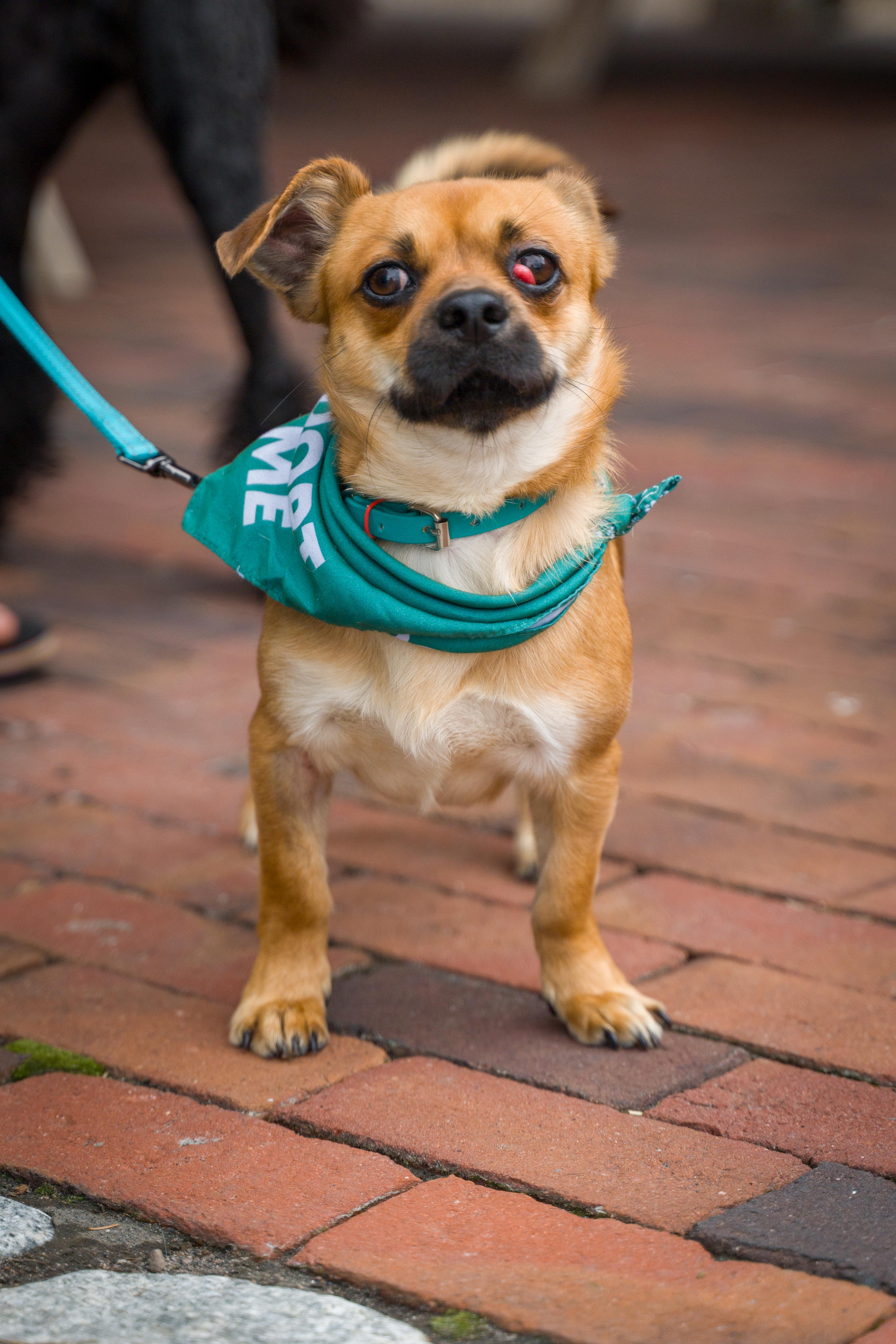 Beaufort, a ADOPTABLE mixed breed in Shermans Dale, PA image 2/6