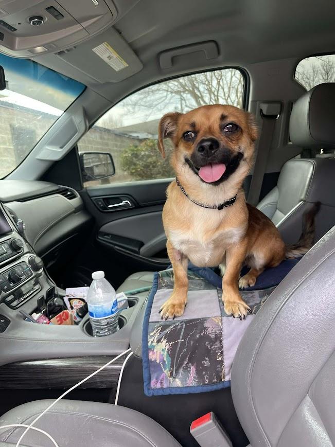 Beaufort, a ADOPTABLE mixed breed in Shermans Dale, PA image 5/6