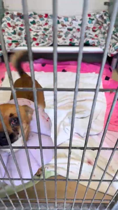 Enlarge Beaufort, a ADOPTABLE mixed breed in Shermans Dale, PA video 6/6