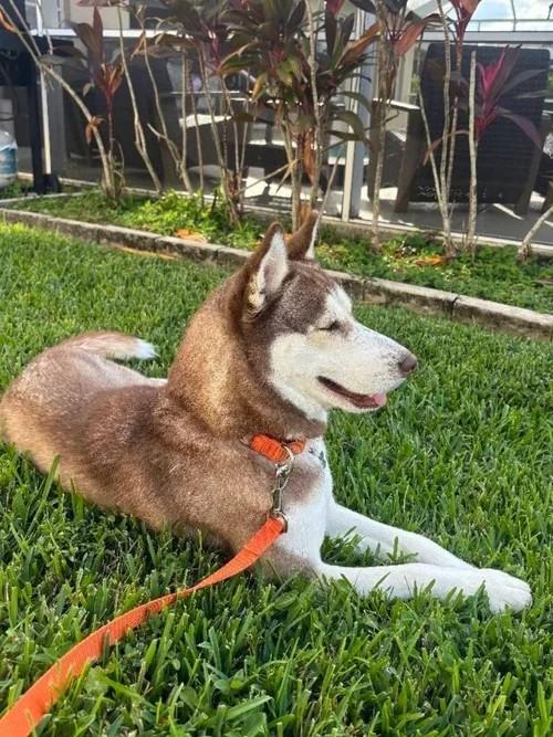 Paris, ADOPTABLE, Young Female Siberian Husky.