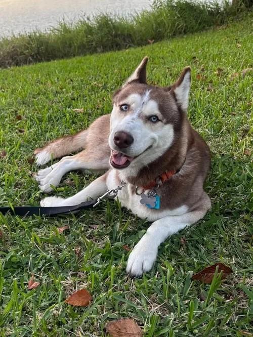 Enlarge Paris, a ADOPTABLE Siberian Husky in Winter Springs, FL image 3/6