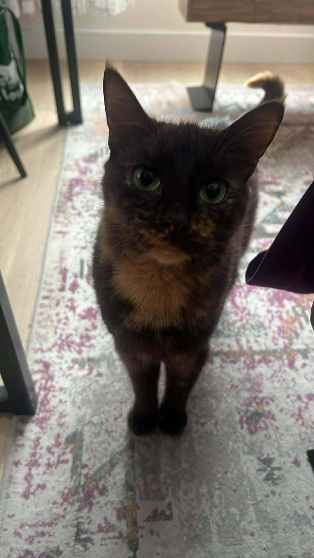 Raya, an adopted Domestic Short Hair in London, ON image 4/4