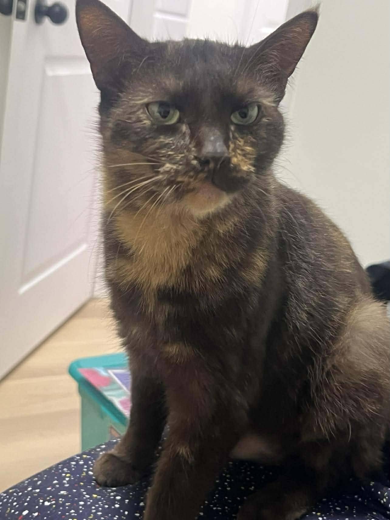 Raya, adopted, Young Female Domestic Short Hair.