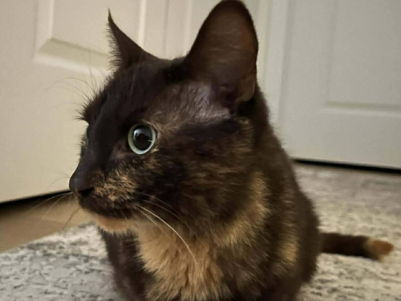 Raya, an adopted Domestic Short Hair in London, ON image 2/4