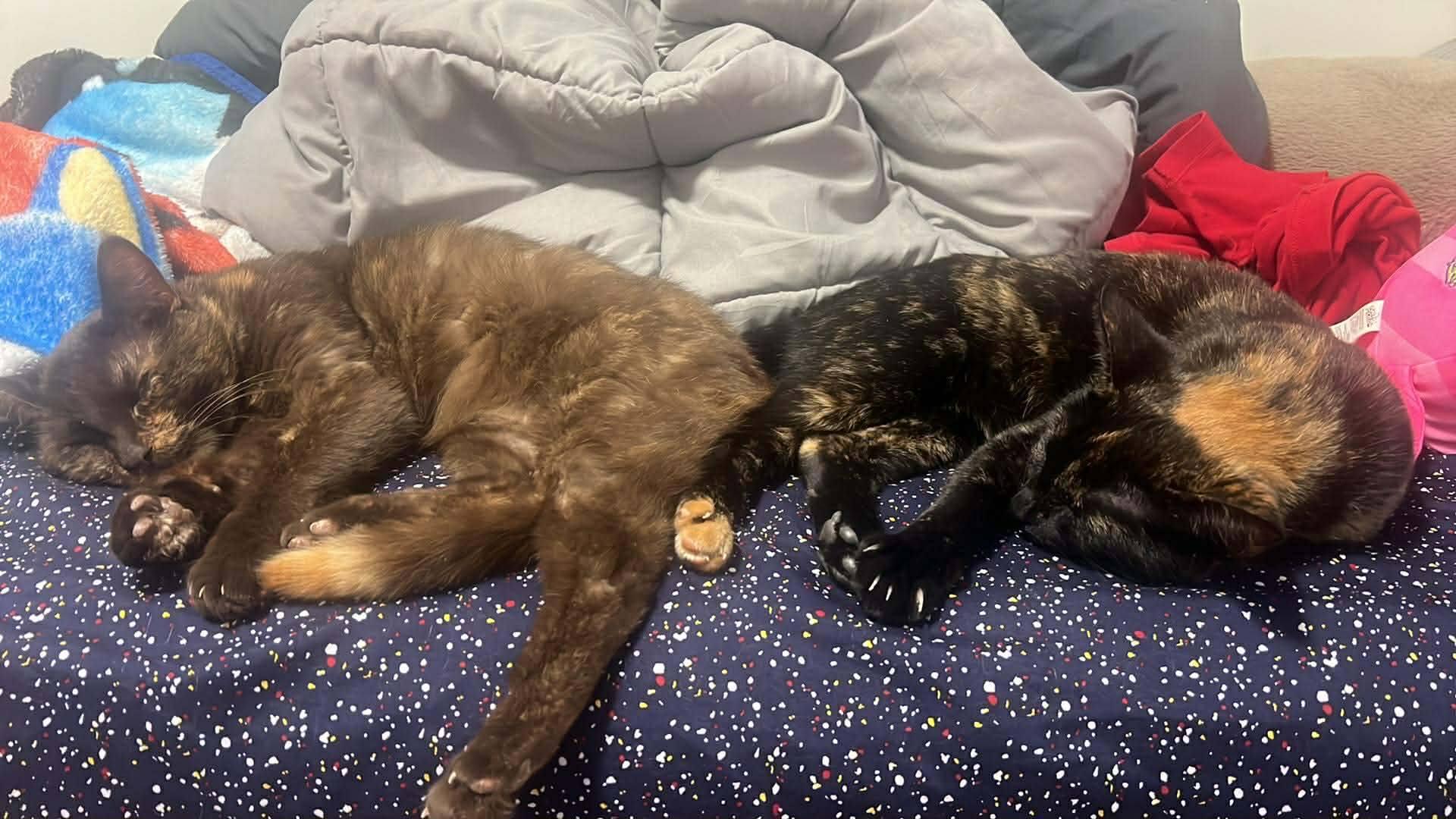 Raya, an adopted Domestic Short Hair in London, ON image 3/4