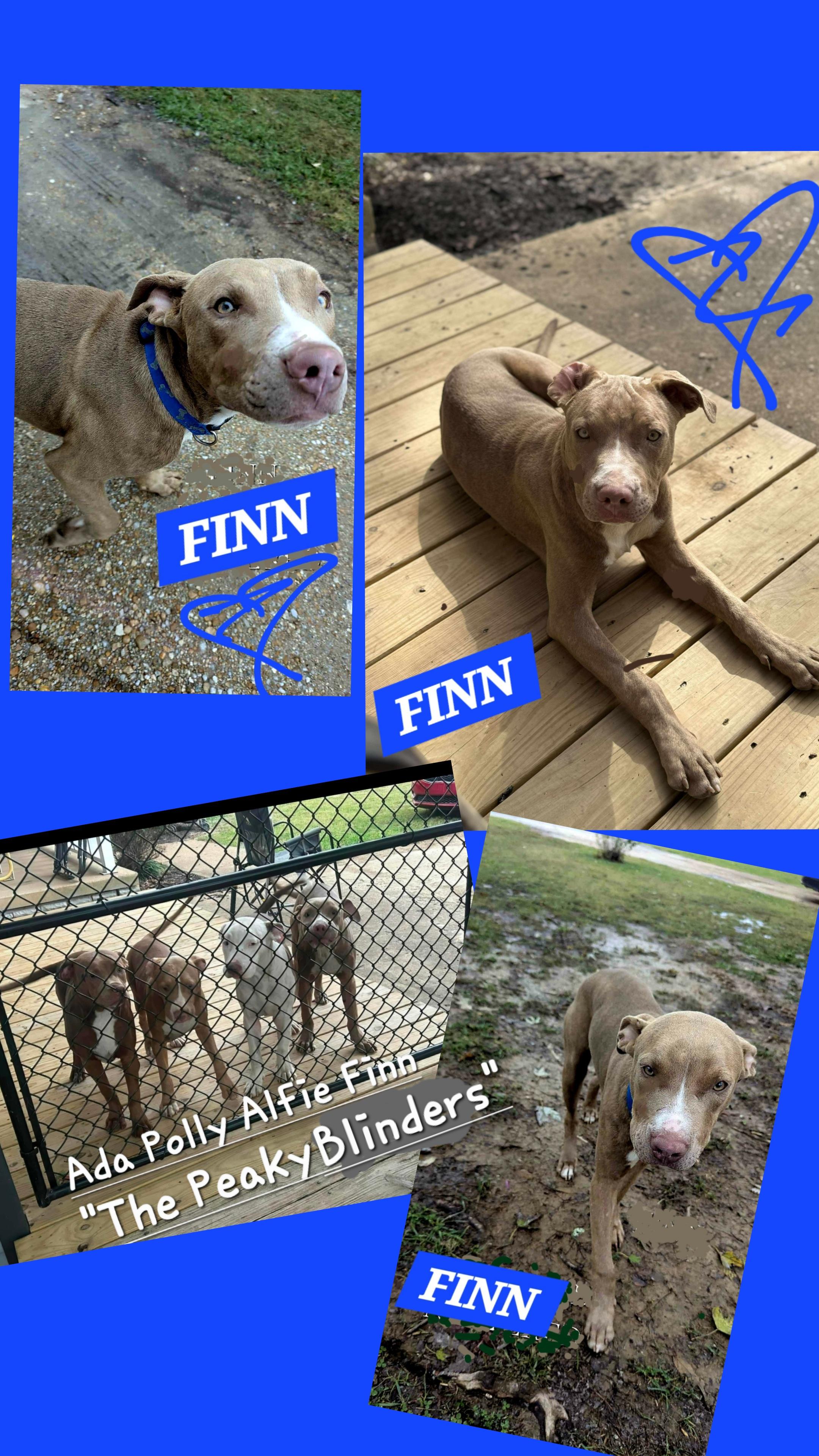 Enlarge FINN, a ADOPTABLE mixed breed in Jackson, TN image 1/5