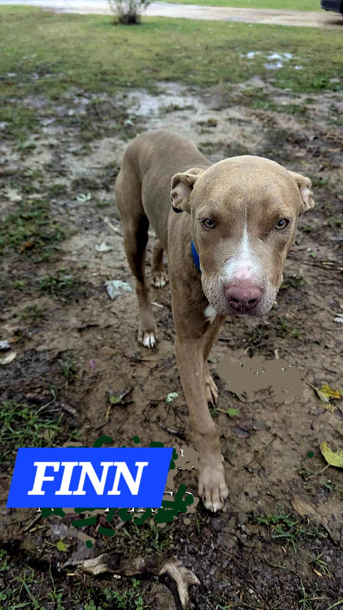 Enlarge FINN, a ADOPTABLE mixed breed in Jackson, TN image 3/5