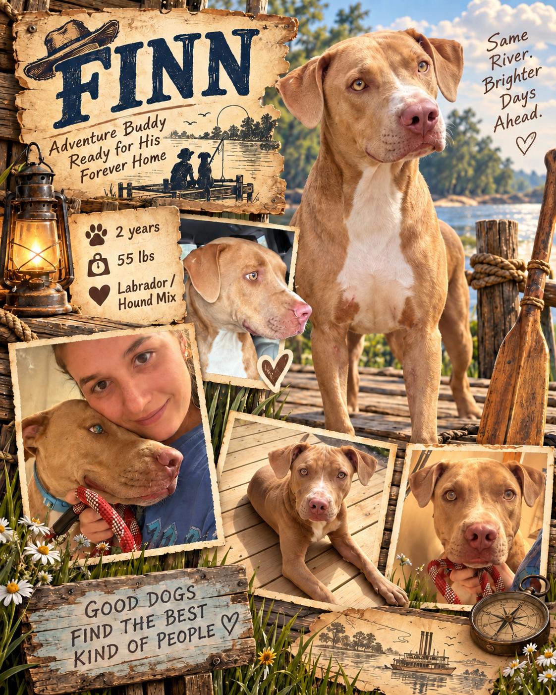 Enlarge FINN, a Adoptable mixed breed in Jackson, TN image 1/1