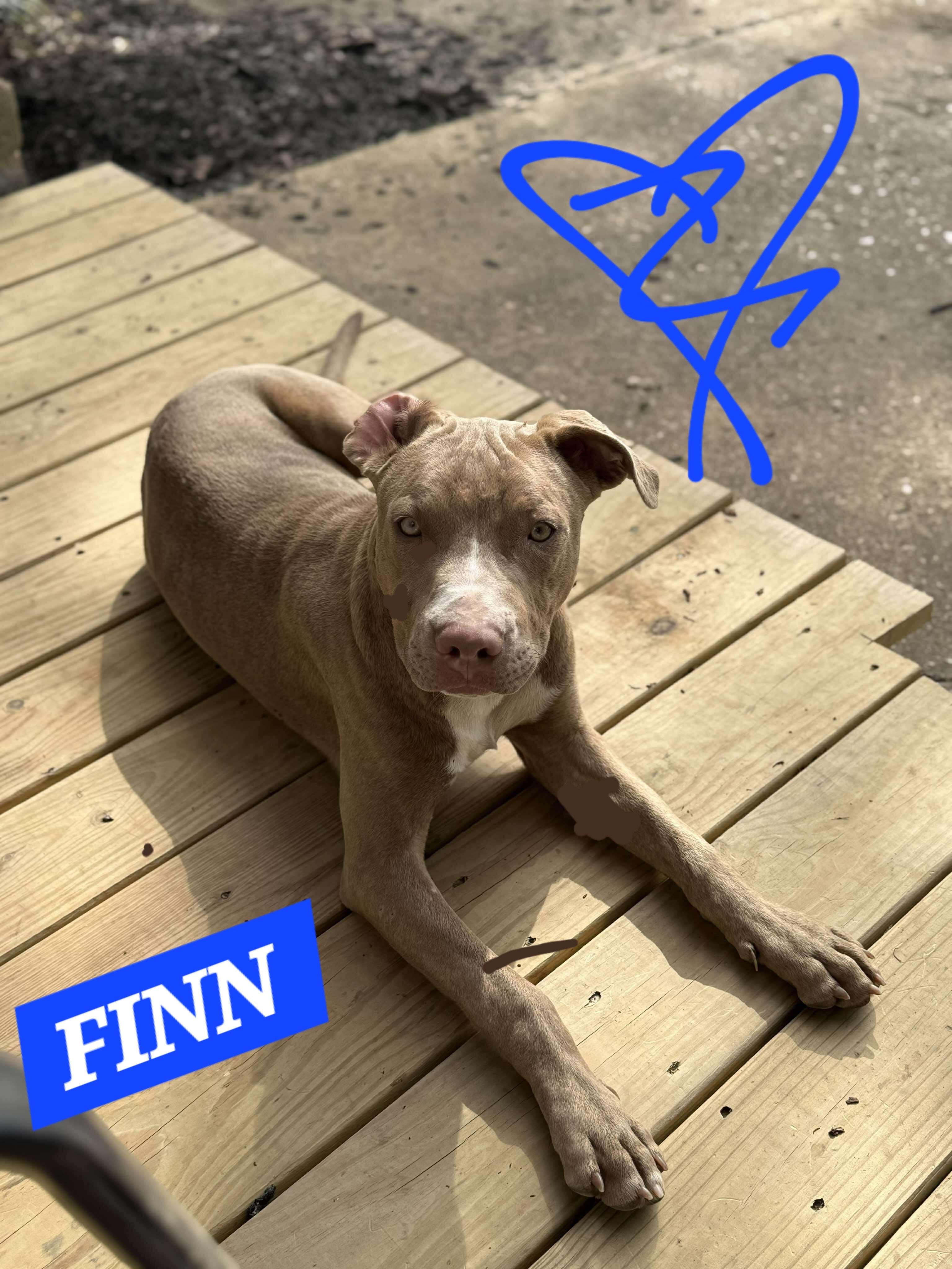 Enlarge FINN, a ADOPTABLE mixed breed in Jackson, TN image 2/5