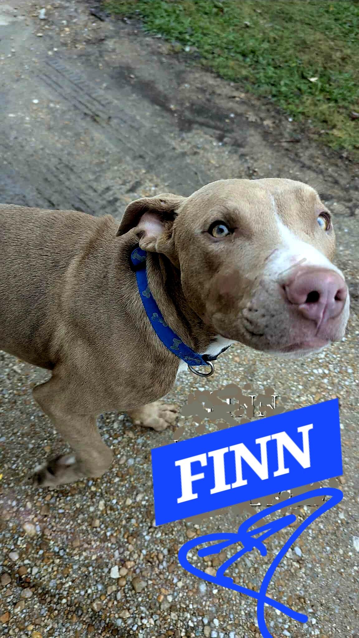 Enlarge FINN, a ADOPTABLE mixed breed in Jackson, TN image 4/5