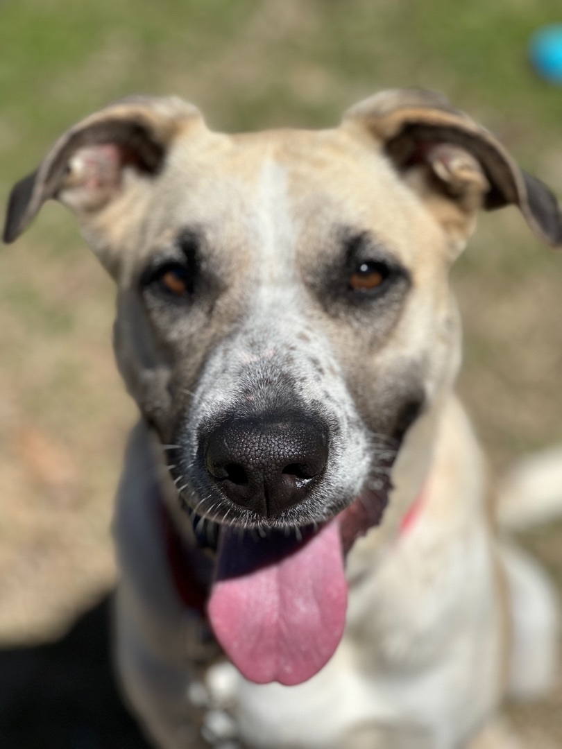 Meet Sunny a 4-year-old Anatolian Shepherd mix looking for her forever home This smart and fast le