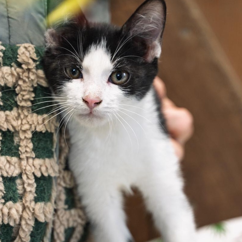 Spidey  LOVABLE AND FUN!, ADOPTABLE, Kitten Male American Wirehair & Tuxedo.
