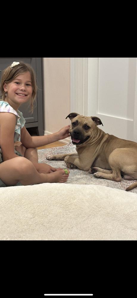 Jax/Lil Bill, a Adoptable mixed breed in ventura, CA image 1/3