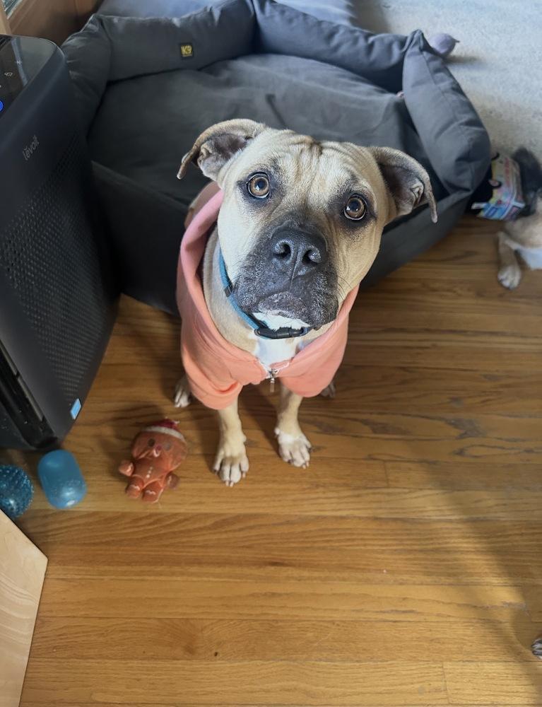 Enlarge Jax/Lil Bill, a Adoptable mixed breed in ventura, CA image 2/5