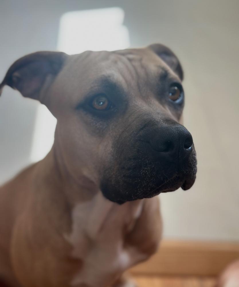 Jax/Lil Bill, a Adoptable mixed breed in ventura, CA image 2/3