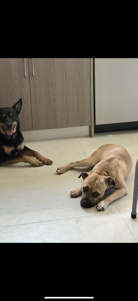 Jax/Lil Bill, a Adoptable mixed breed in ventura, CA image 3/3