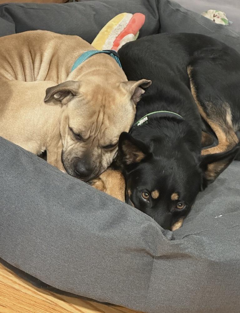 Enlarge Jax/Lil Bill, a Adoptable mixed breed in ventura, CA image 5/5