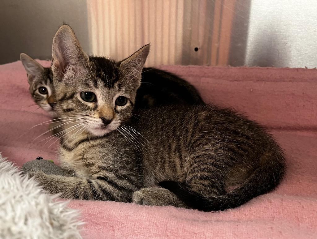 Irda, Adopted, Kitten Female Domestic Short Hair.