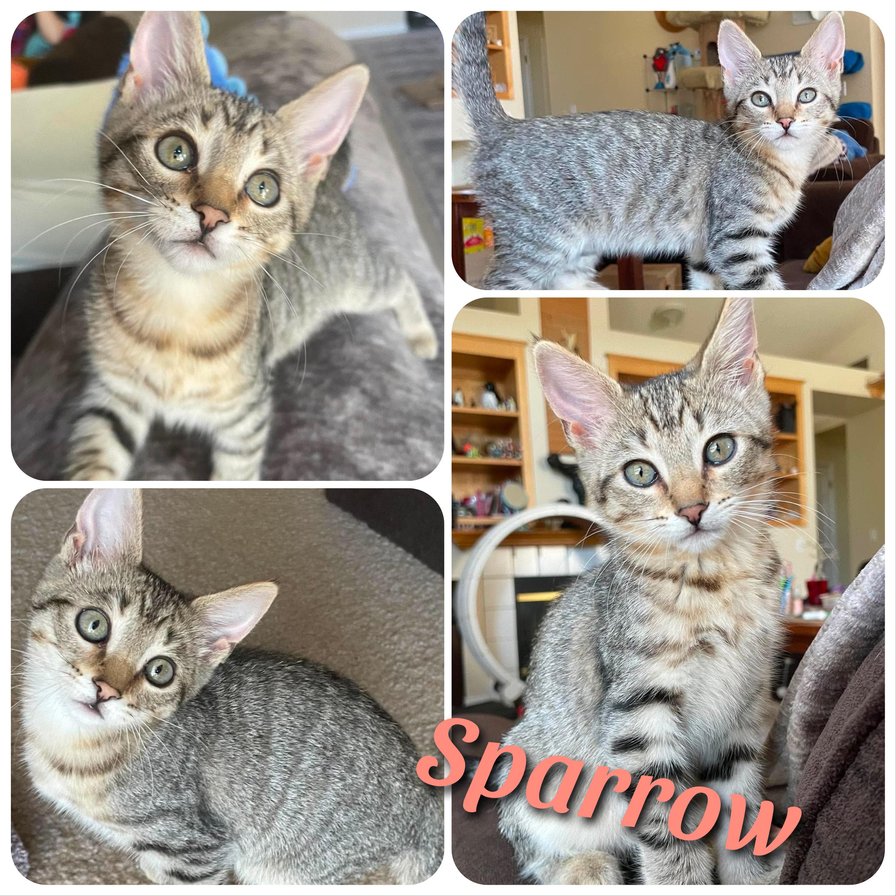 Sparrow, ADOPTABLE, Kitten Female Domestic Short Hair.