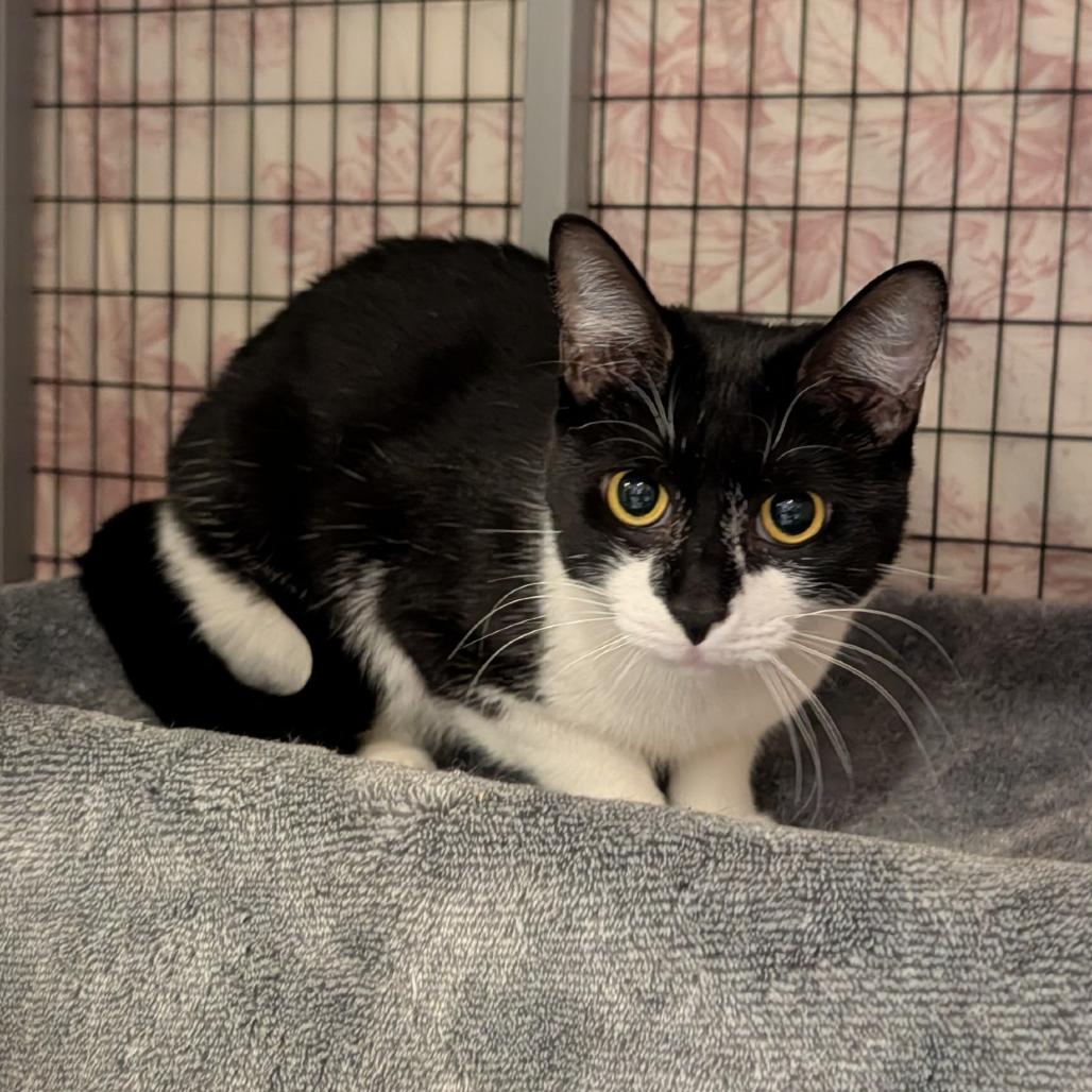 Enlarge Chai, a Adoptable Domestic Short Hair in Charlottesville, VA image 1/3
