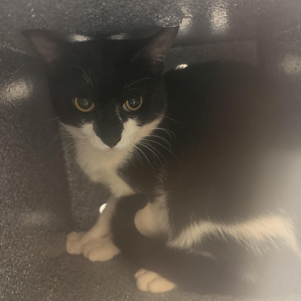 Chai, Adoptable, Adult Male Domestic Short Hair.