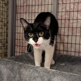 Enlarge Chai, a Adoptable Domestic Short Hair in Charlottesville, VA image 3/3