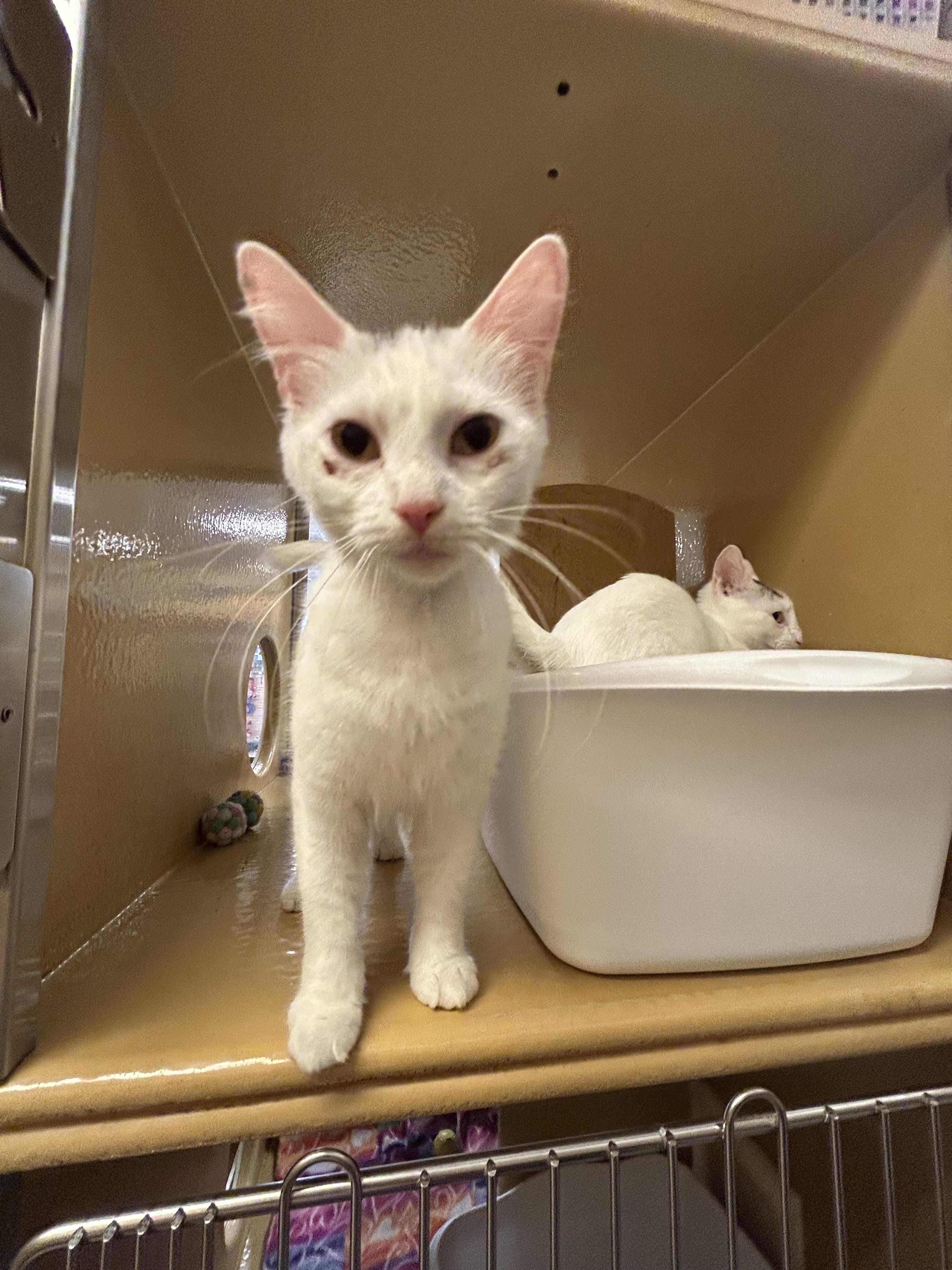 Marshmellow, Adult Female Domestic Short Hair