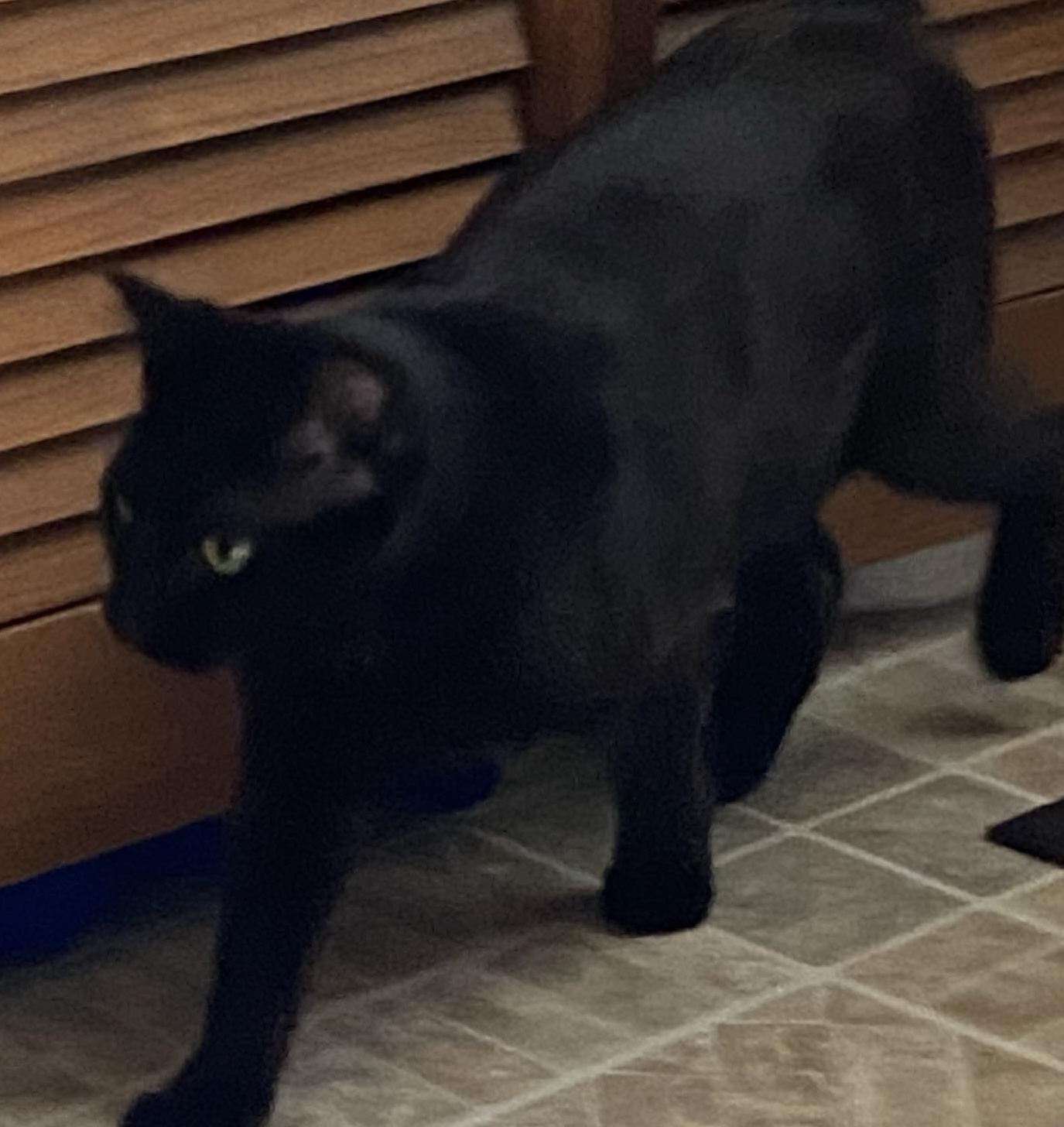 Keir, Adopted, Adult Female Domestic Short Hair.