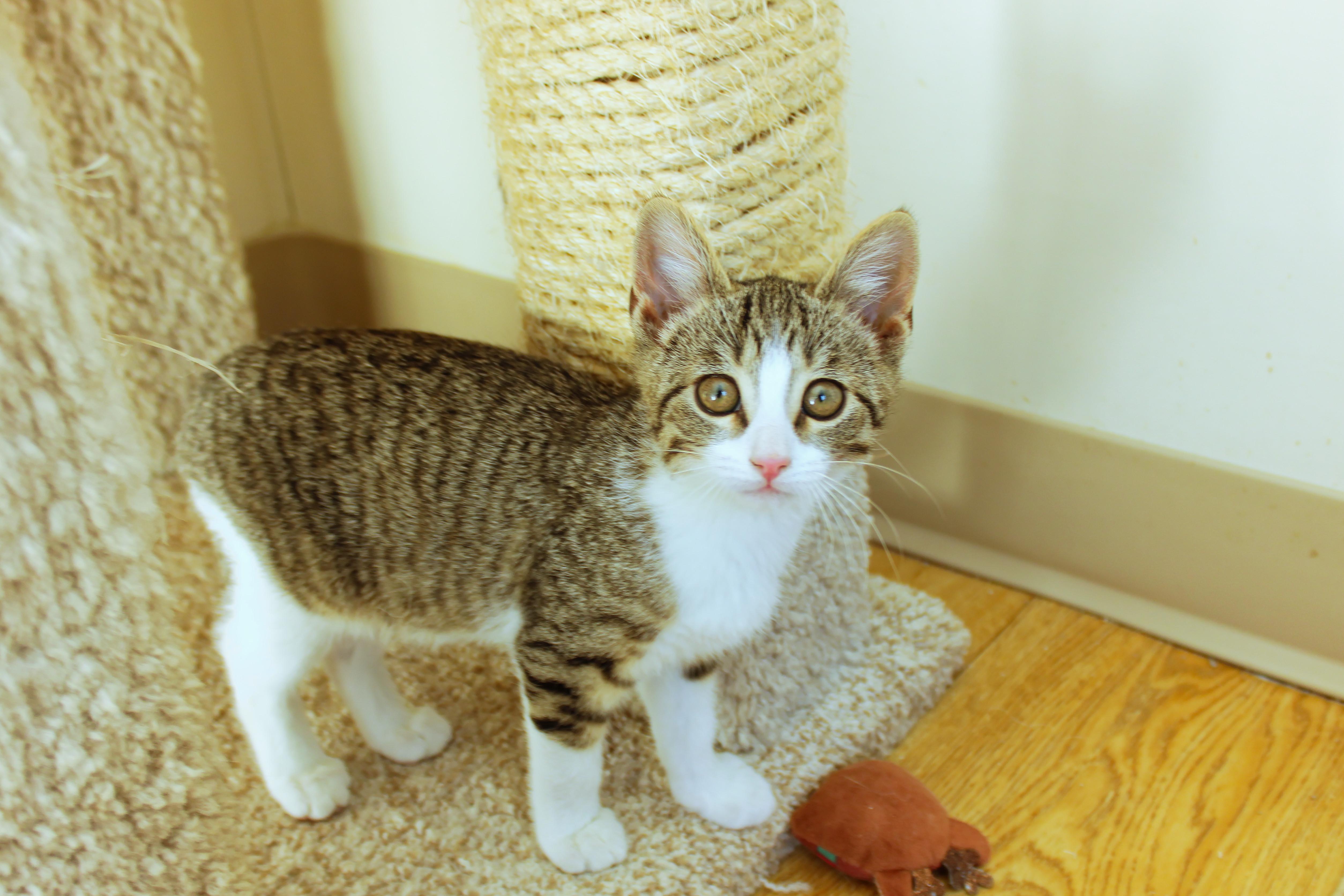 Enlarge Mistletoe, a ADOPTABLE American Shorthair in Urbana, OH image 5/6
