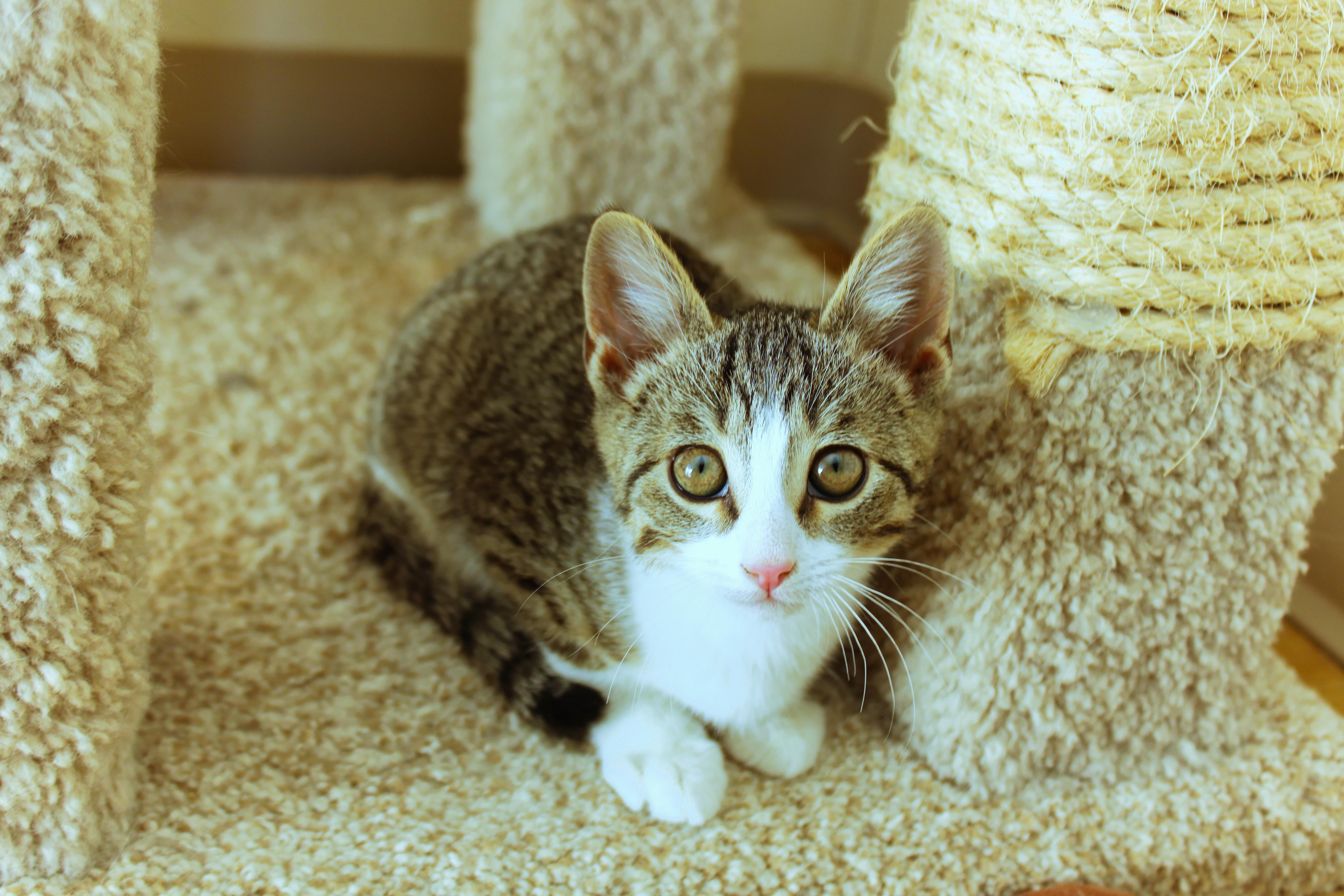 Enlarge Mistletoe, a ADOPTABLE American Shorthair in Urbana, OH image 6/6