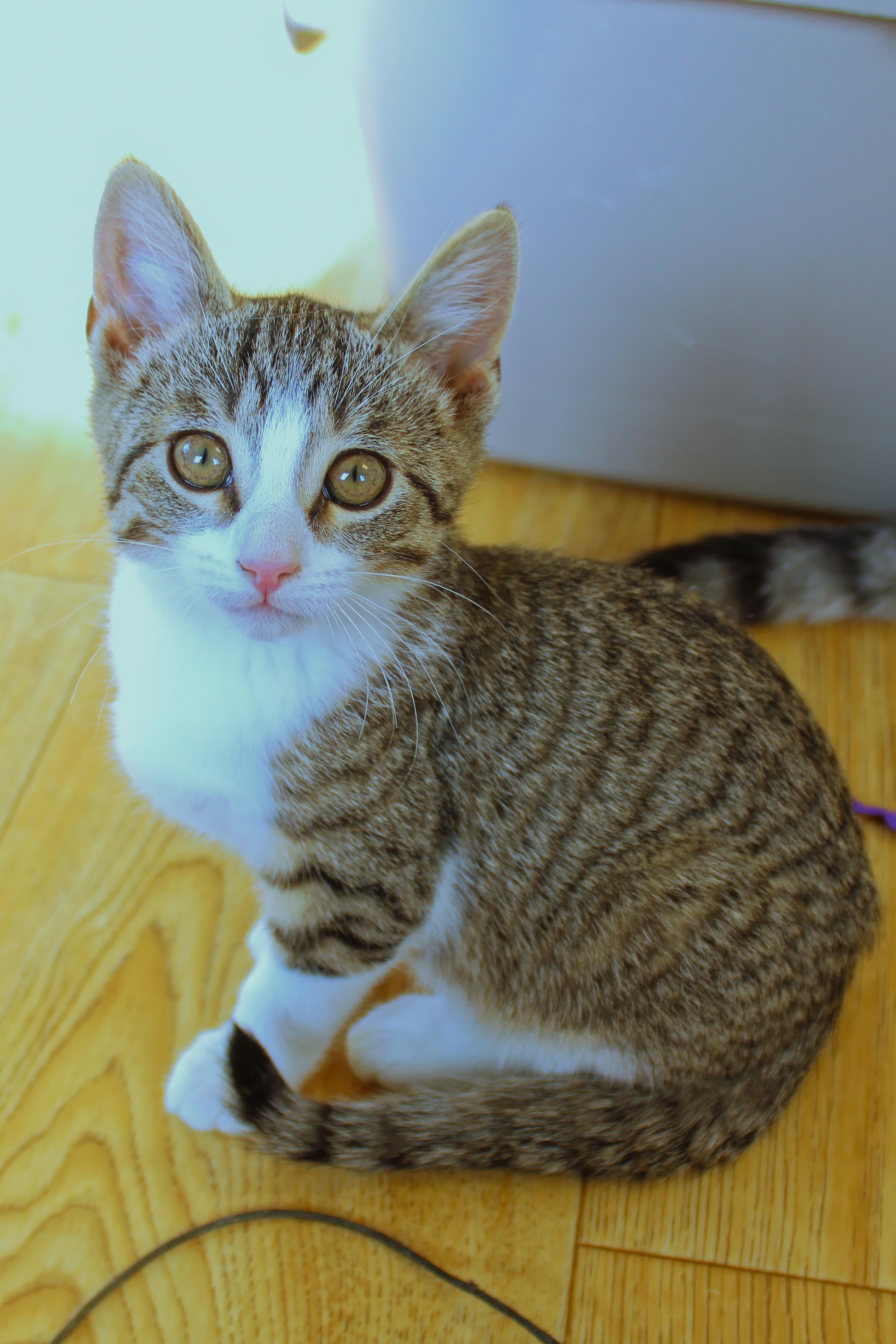 Enlarge Mistletoe, a ADOPTABLE American Shorthair in Urbana, OH image 3/6
