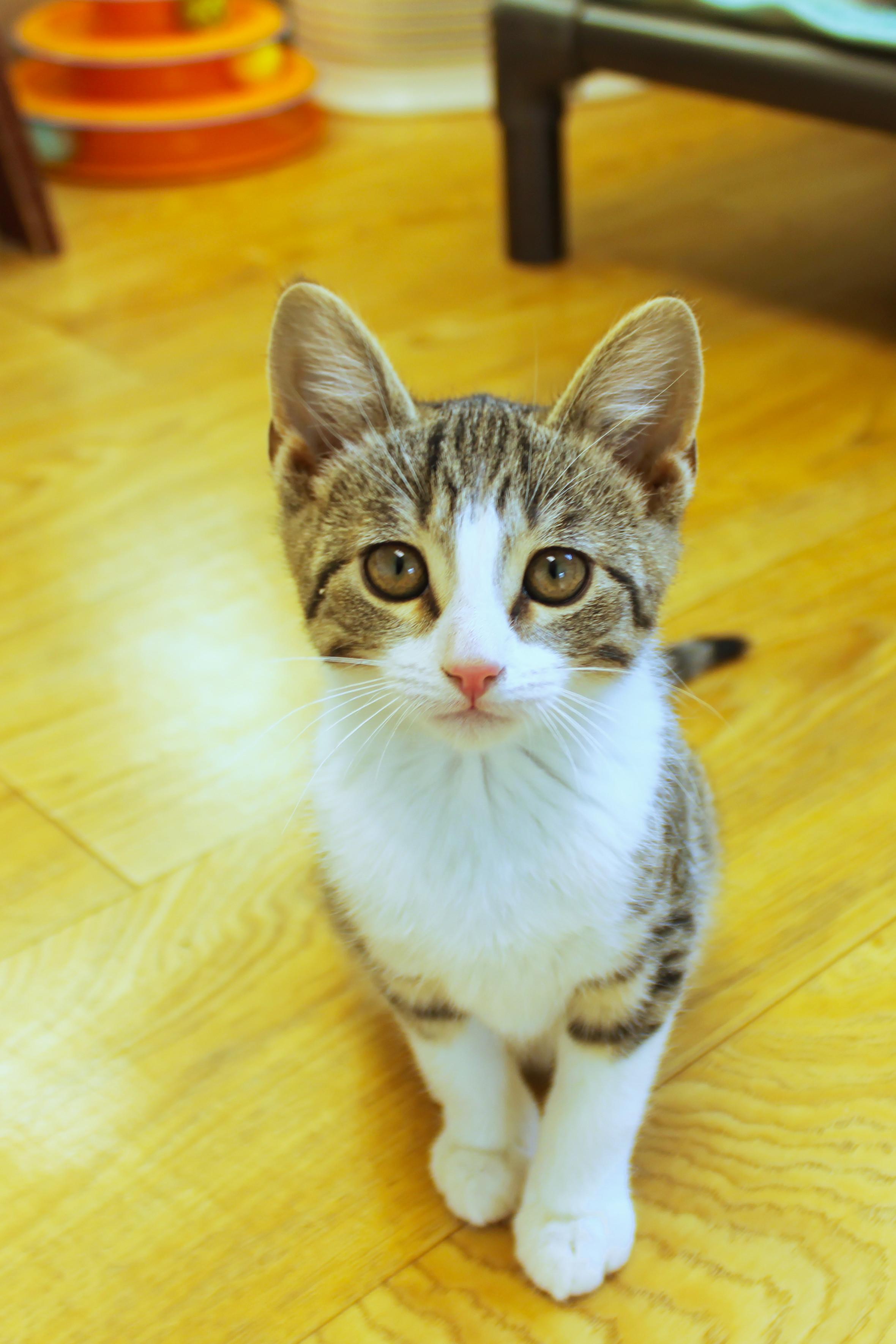 Enlarge Mistletoe, a ADOPTABLE American Shorthair in Urbana, OH image 4/6